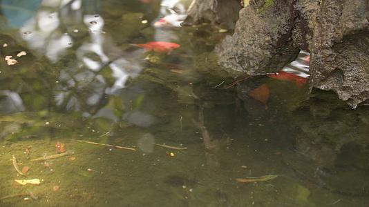 池塘溪流假山露水滴水金鱼观赏鱼小鱼夏日风光中式园林意境视频的预览图