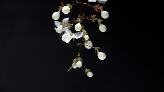 6K开花延时摄影白花白色小花垂珠茉莉花花朵绽放视频的预览图