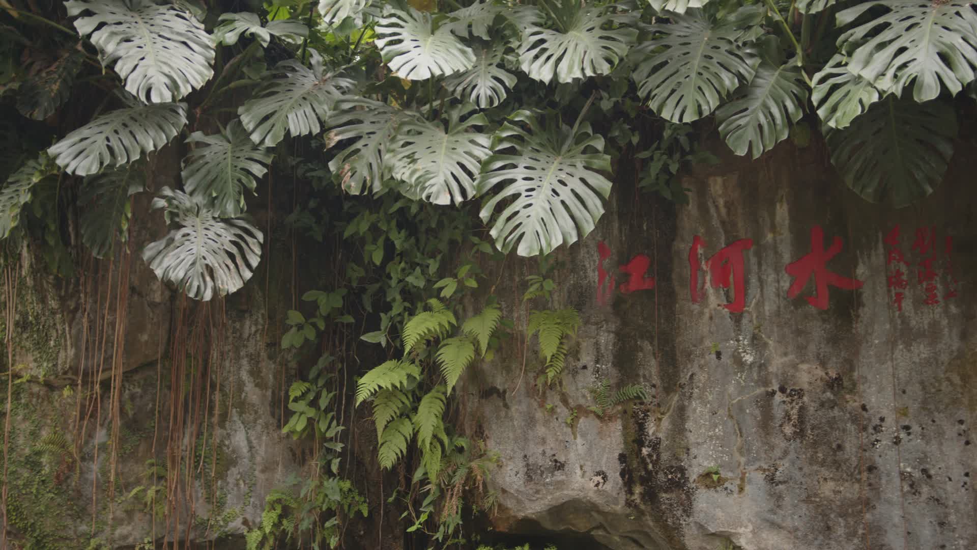 6K园林风景石刻公园芭蕉绿叶视频的预览图