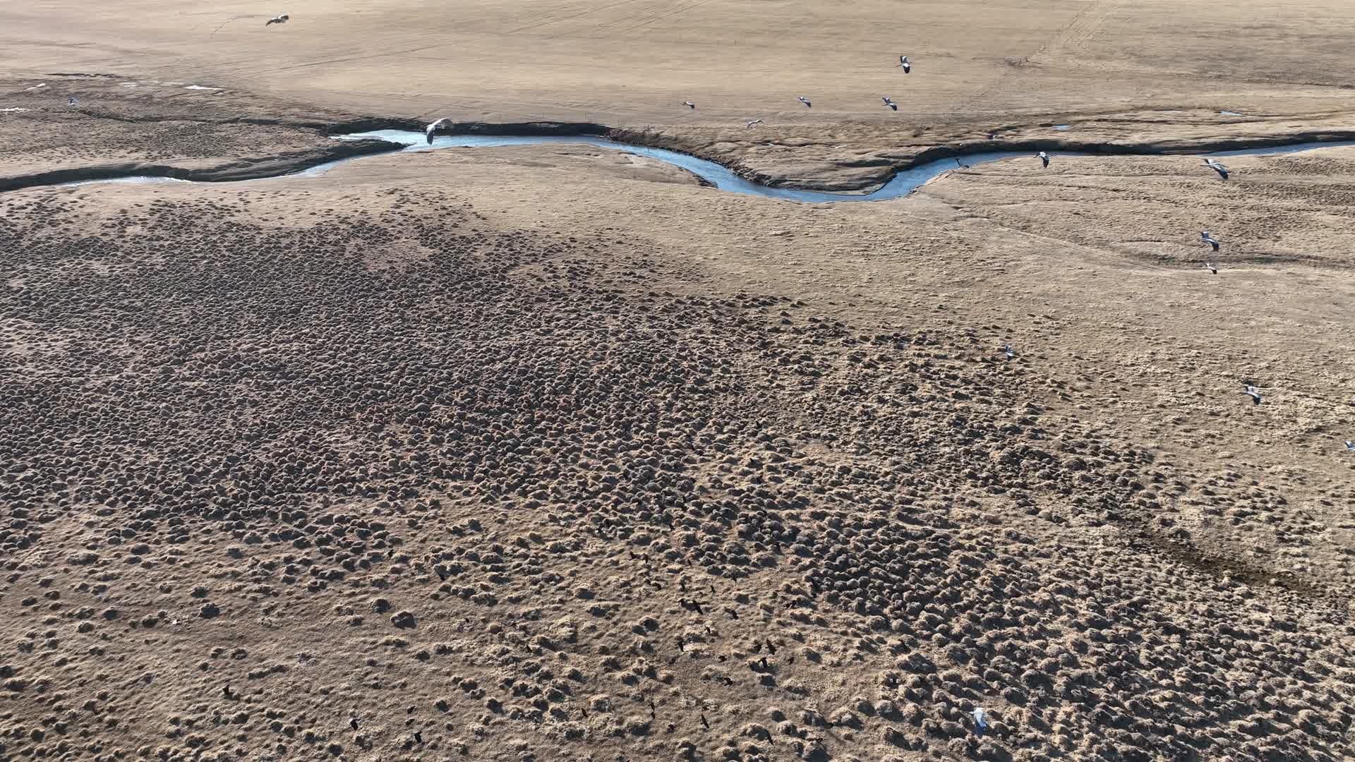 暮春航拍栖息在呼伦贝尔草原的候鸟苍鹭视频的预览图