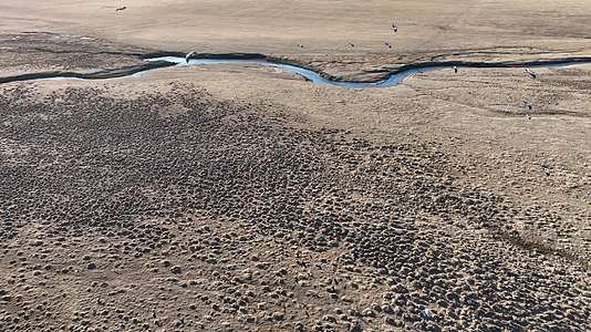 暮春航拍栖息在呼伦贝尔草原的候鸟苍鹭视频的预览图