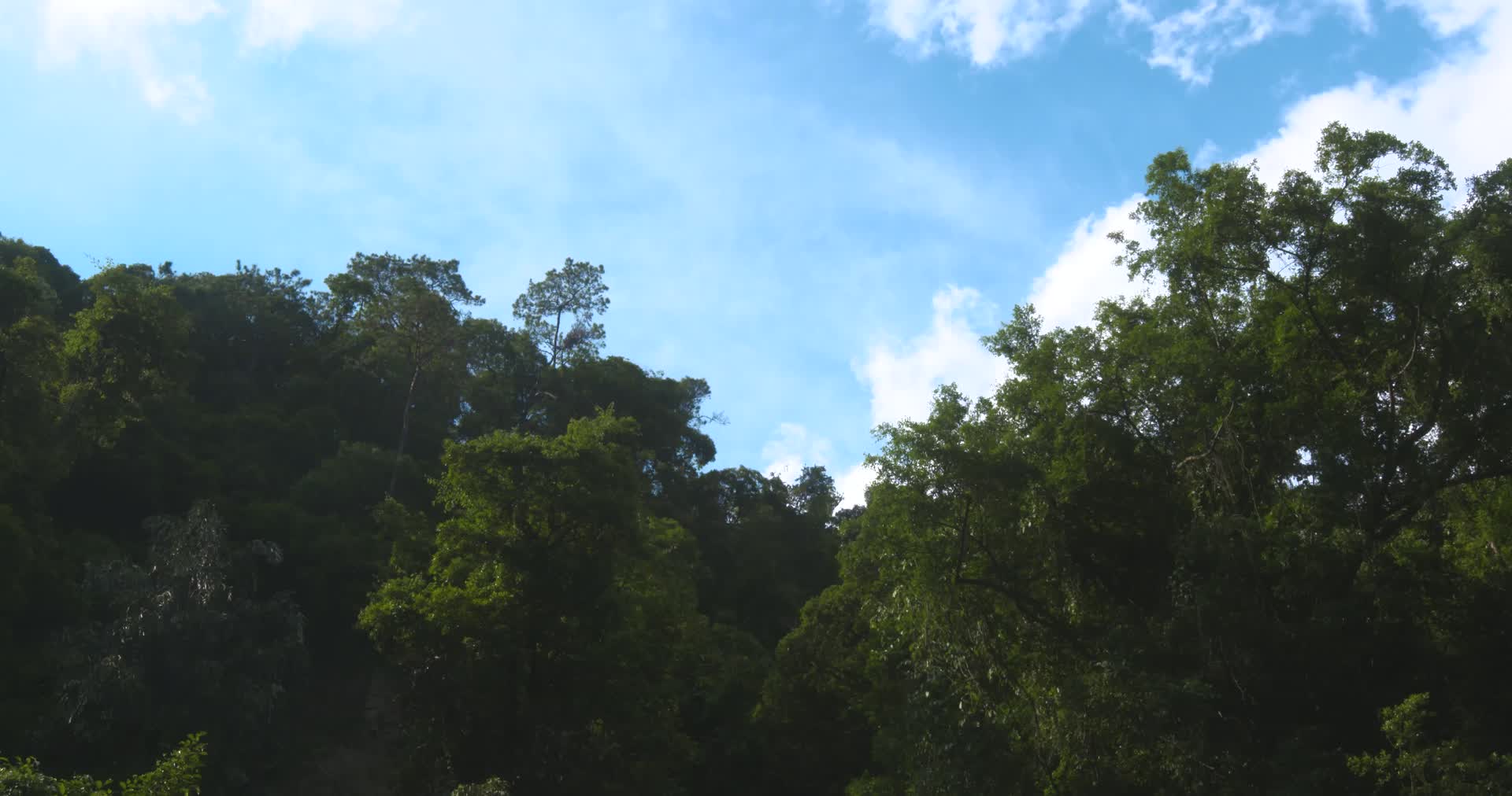 鼎湖山森林天空延时摄影间隔拍摄视频的预览图