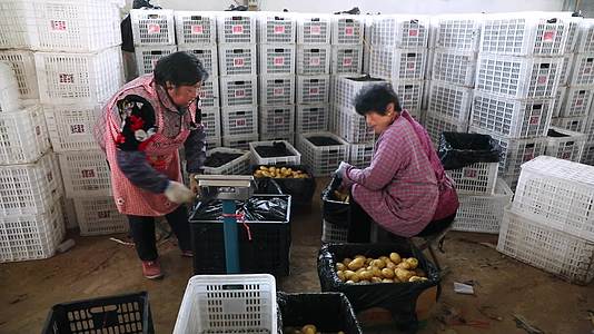 农民分拣装运土豆马铃薯地蛋视频的预览图