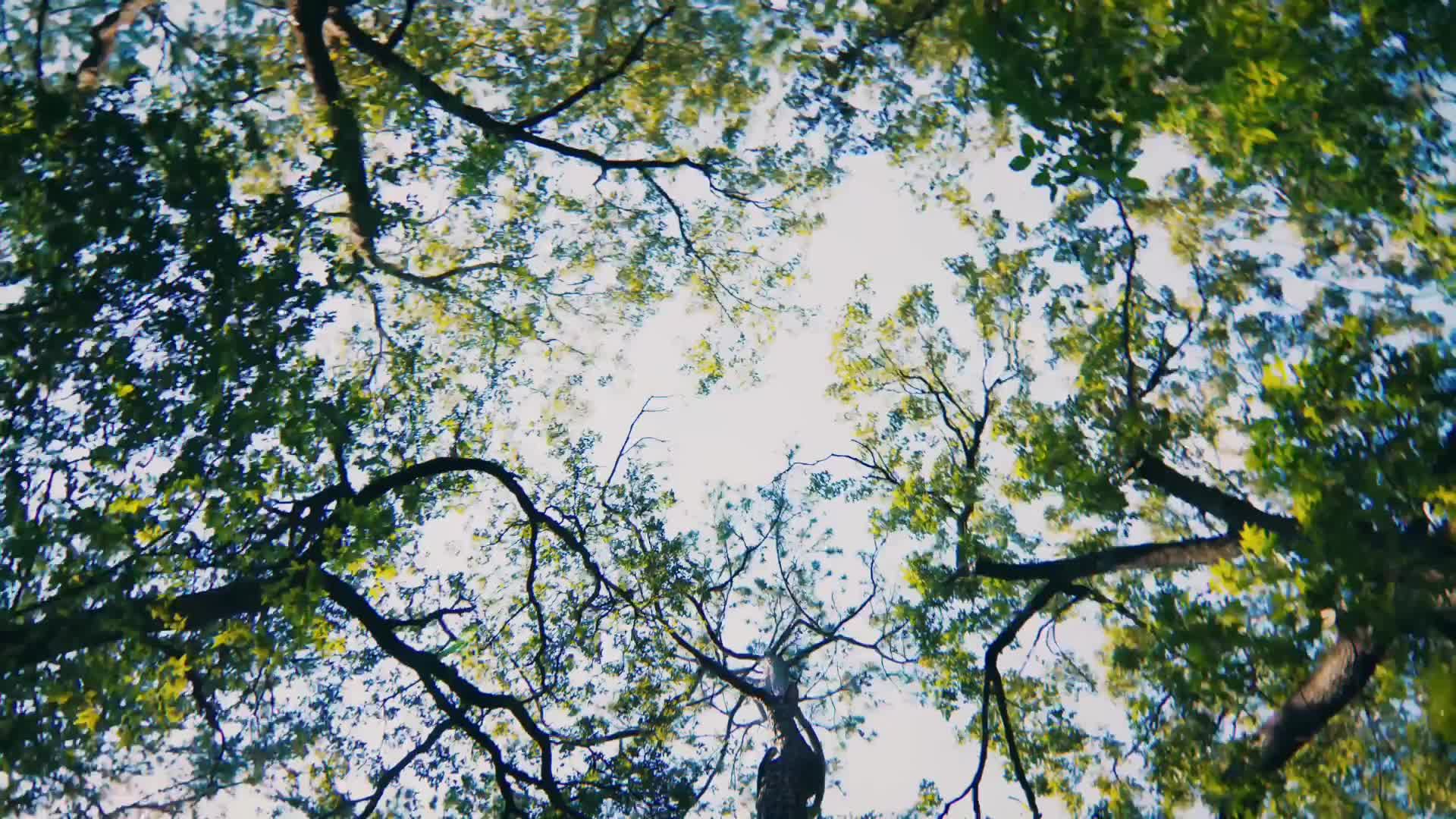 森林仰拍天空旋转视频的预览图
