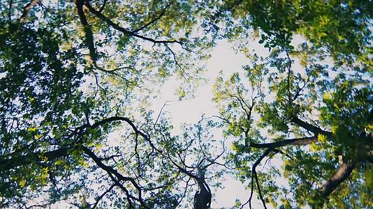 森林仰拍天空旋转视频的预览图