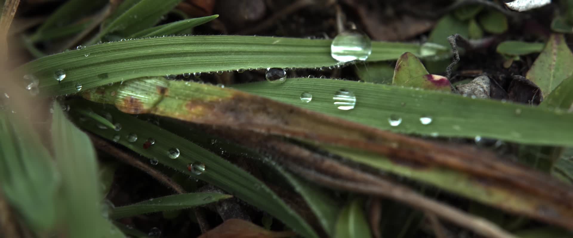 秋季清晨植物露水湿润寒冷视频的预览图