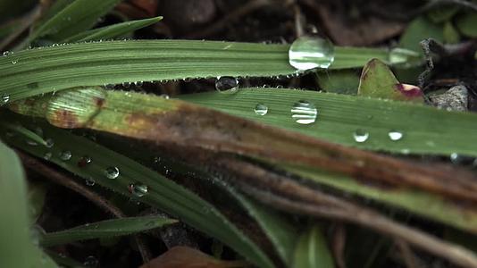 秋季清晨植物露水湿润寒冷视频的预览图