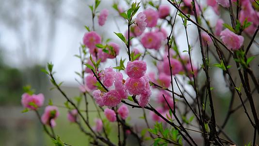 春天在微风中盛开的重瓣梅花视频的预览图