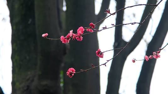 春天在微风中盛开的碧桃花视频的预览图