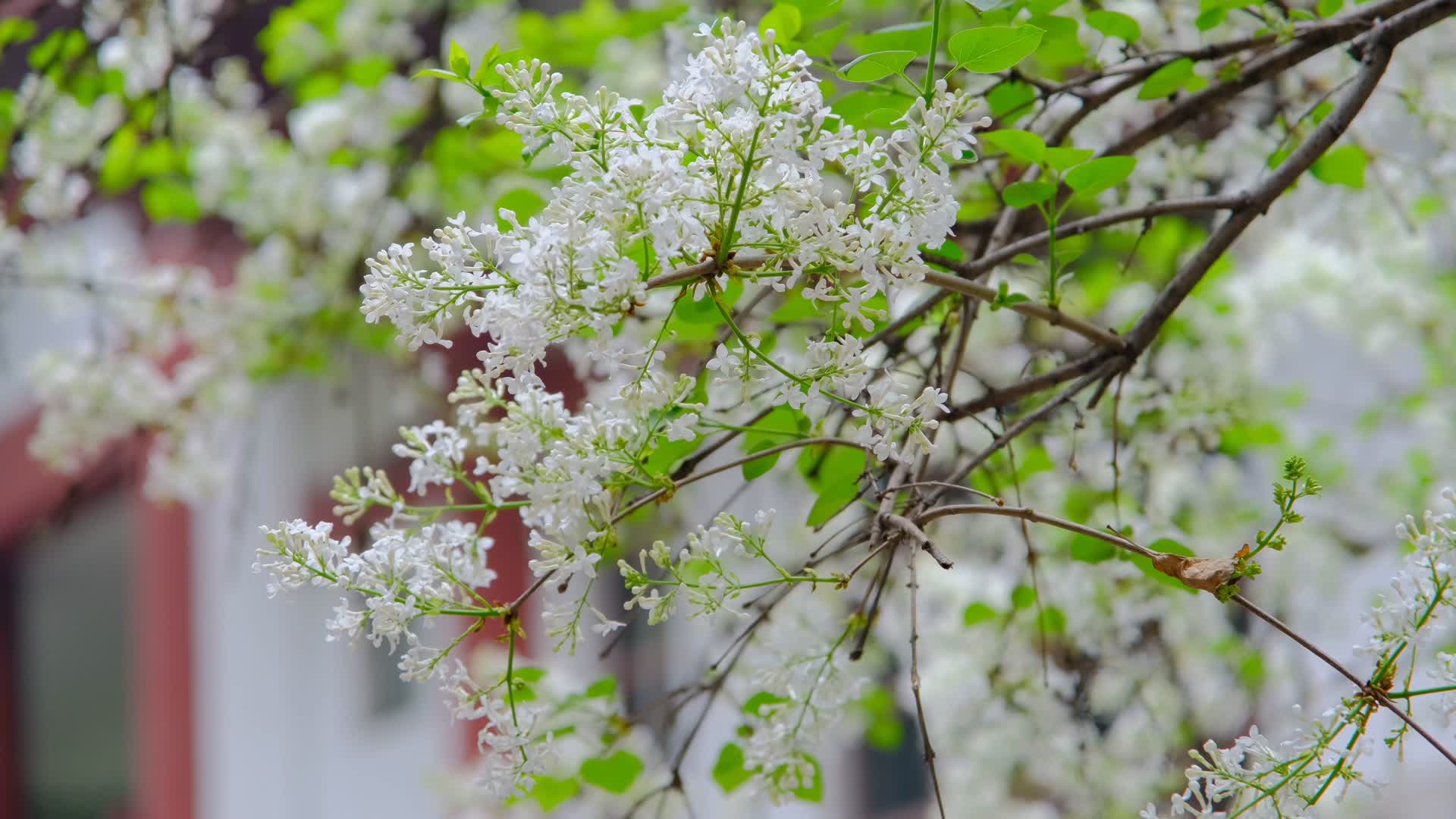 春天在微风中盛开的丁香花视频的预览图