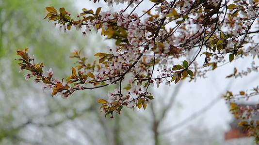 春天在微风中盛开的紫叶李视频的预览图