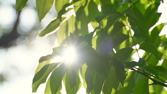 夏天阳光透过绿色树叶4K视频的预览图