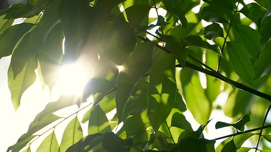 夏天阳光透过绿色树叶4K视频的预览图