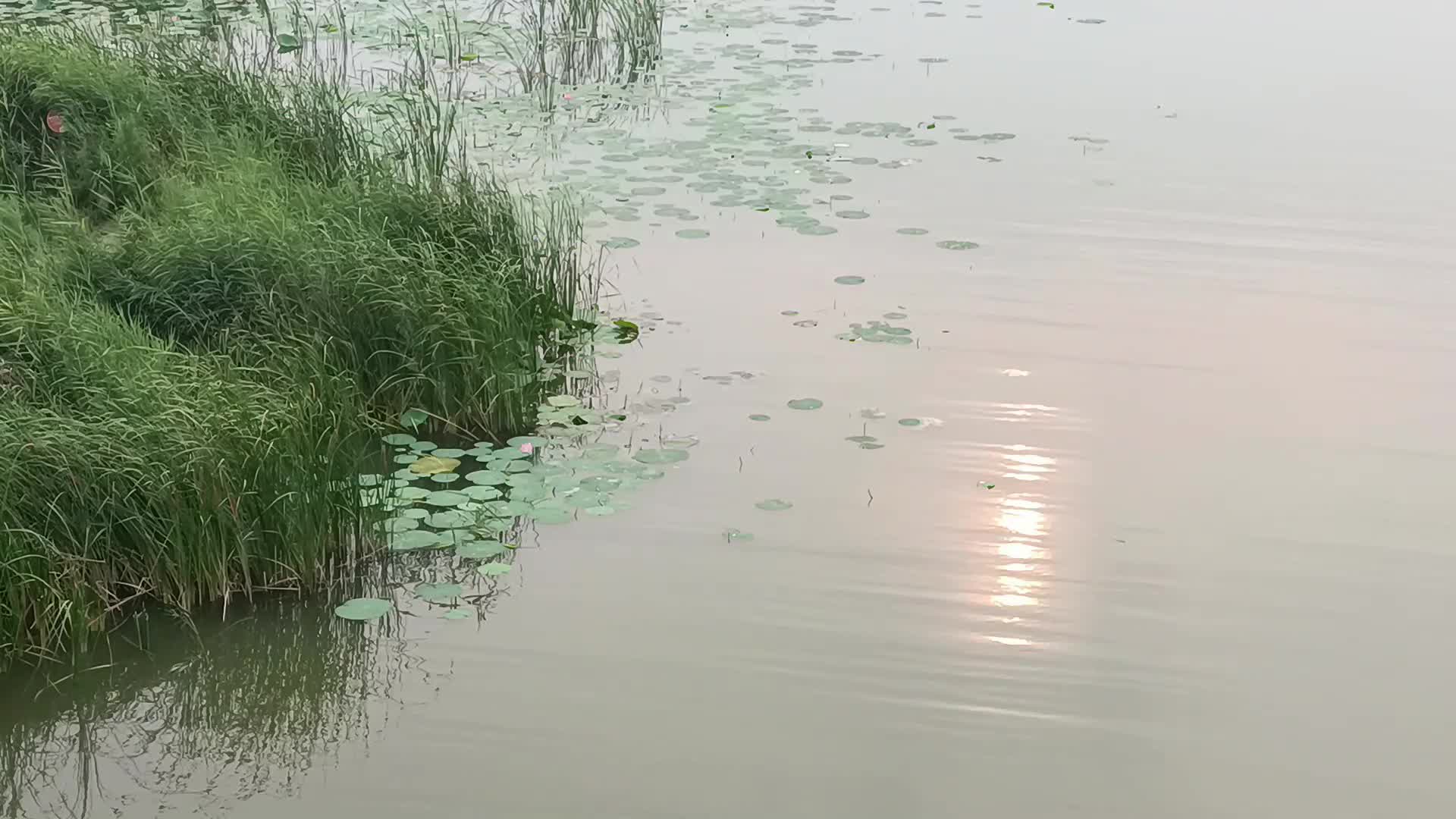 湖边风光视频的预览图