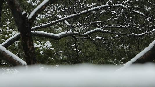 下大雪树枝视频的预览图