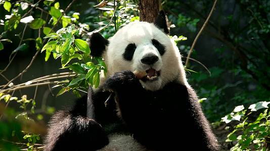 熊猫吃竹子视频的预览图