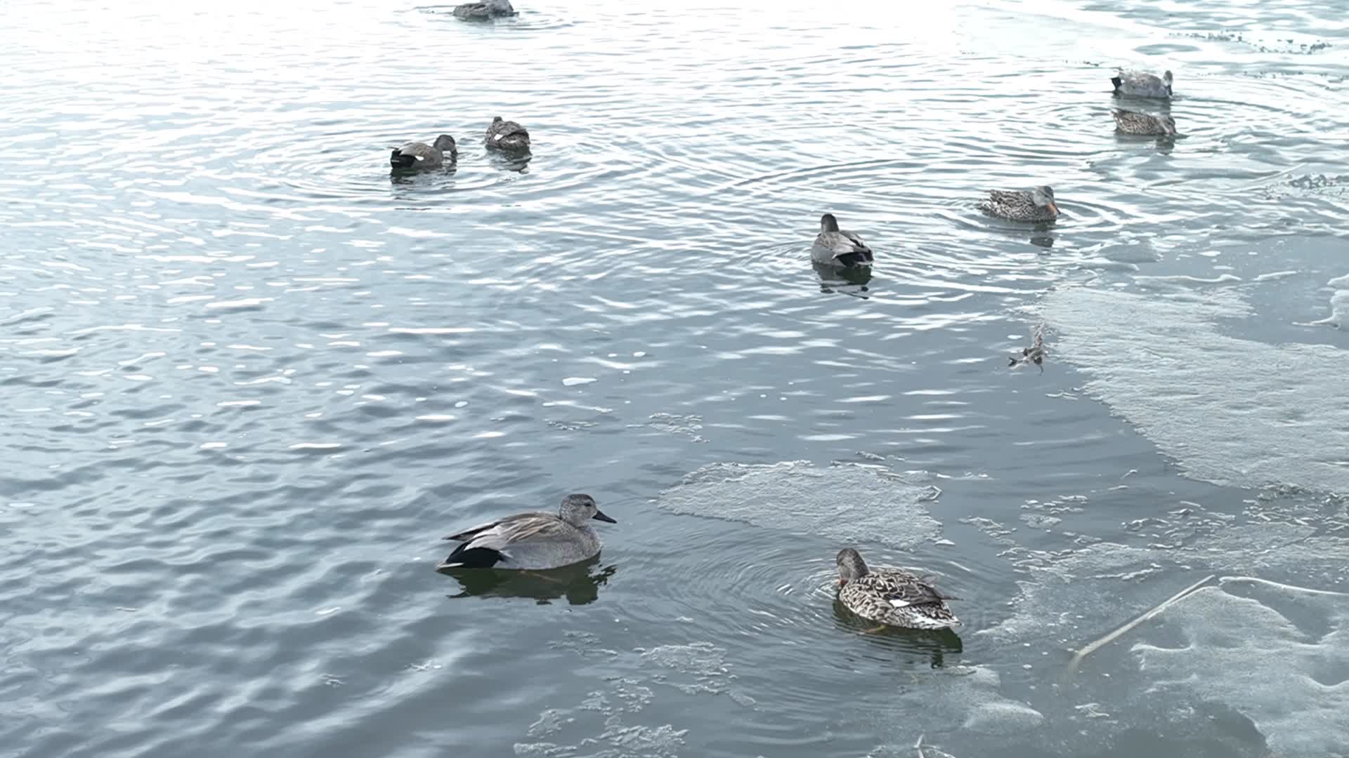 水面上觅食的水鸭子野鸭子翅膀鸭视频的预览图