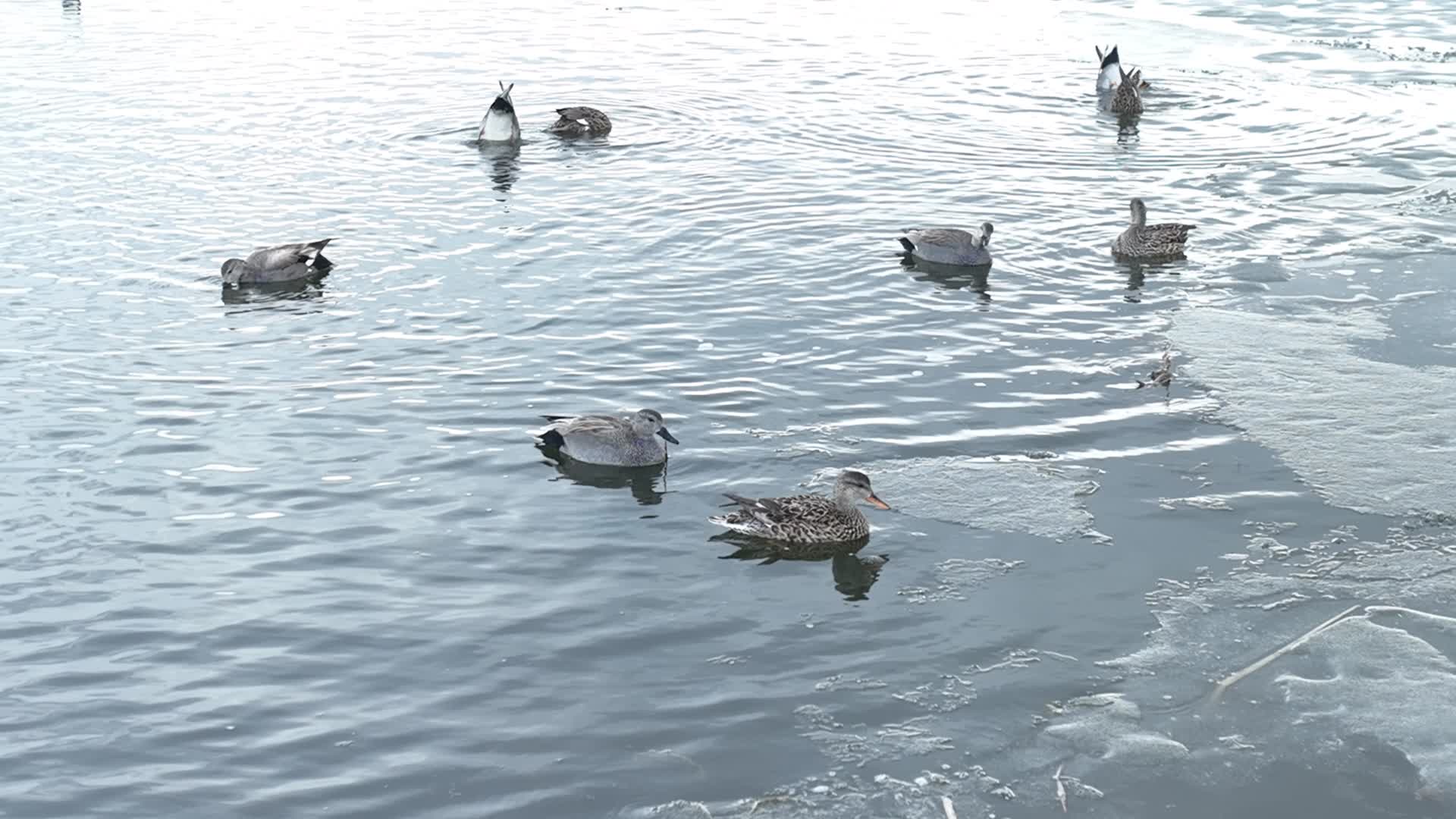 水面上觅食的水鸭子野鸭子翅膀鸭视频的预览图