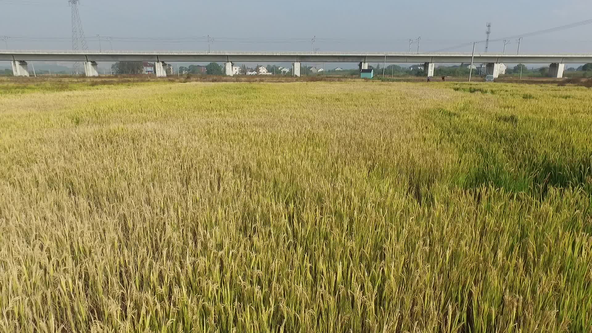 德清下渚湖划船稻田高铁航拍视频的预览图