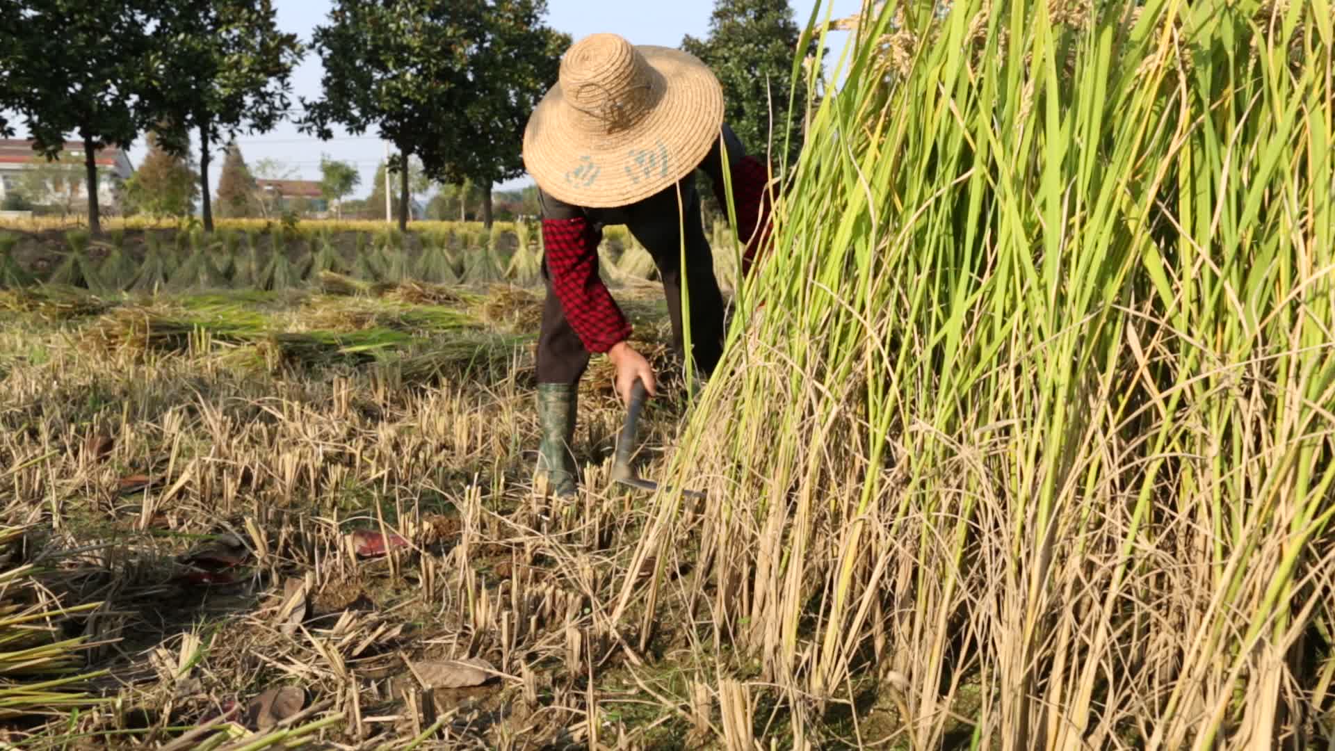 合集割稻农家生活乡村振兴丰收视频的预览图