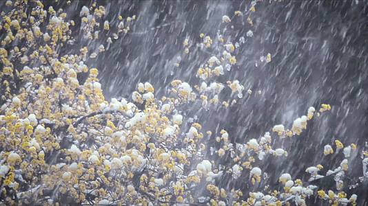 冬季大雪黄色腊梅梅花积雪视频的预览图