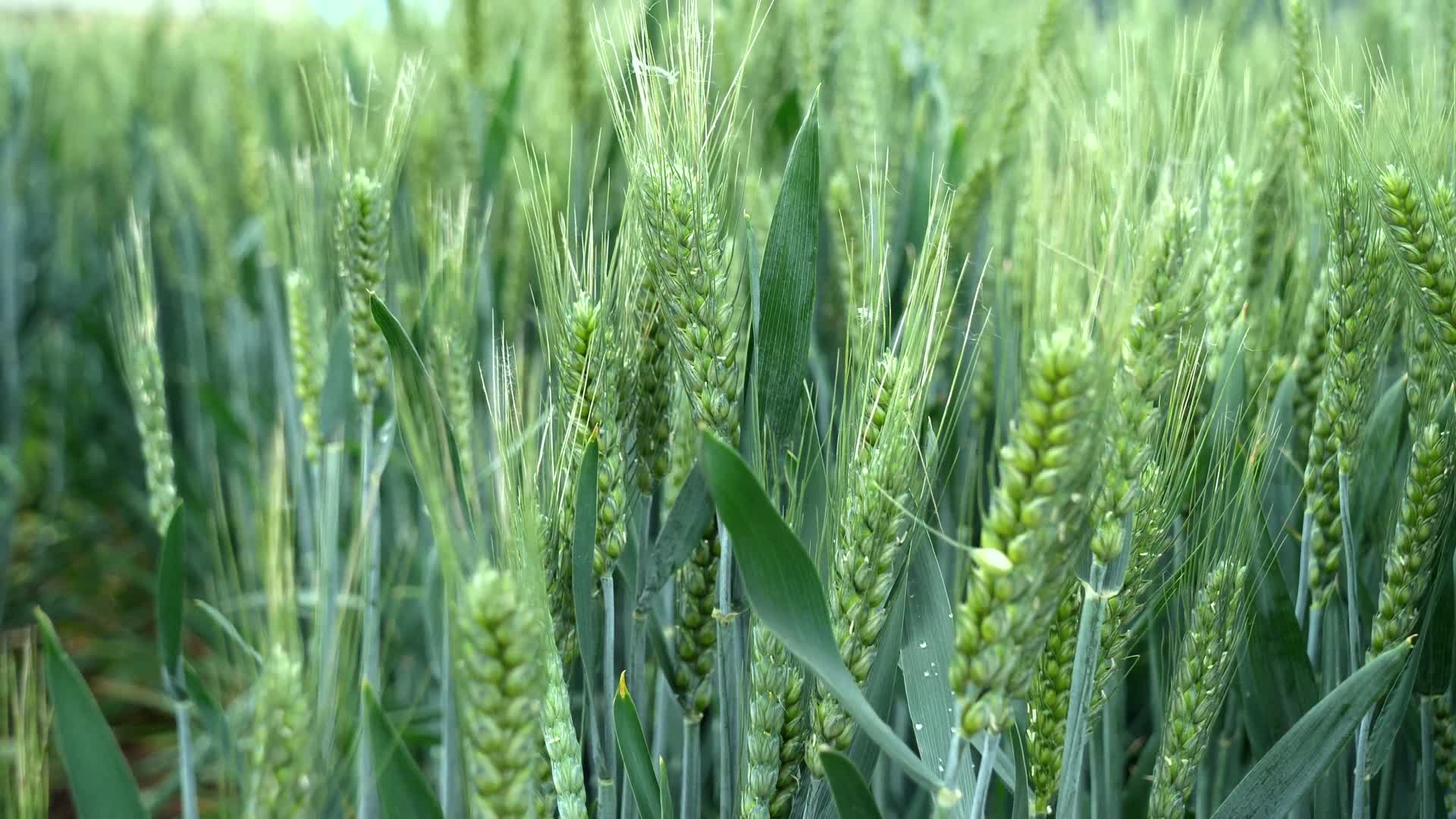 小麦麦穗青小麦小麦灌浆期粮食视频的预览图