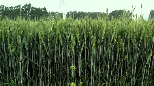 小麦麦穗青小麦小麦灌浆期粮食航拍视频的预览图