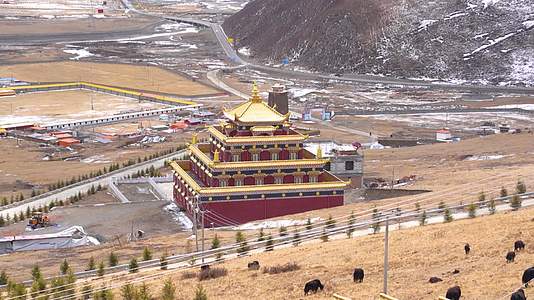 西藏寺院雪山牦牛视频的预览图