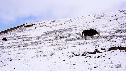 西藏雪山牦牛视频的预览图