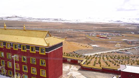 西藏雪山寺院牦牛视频的预览图