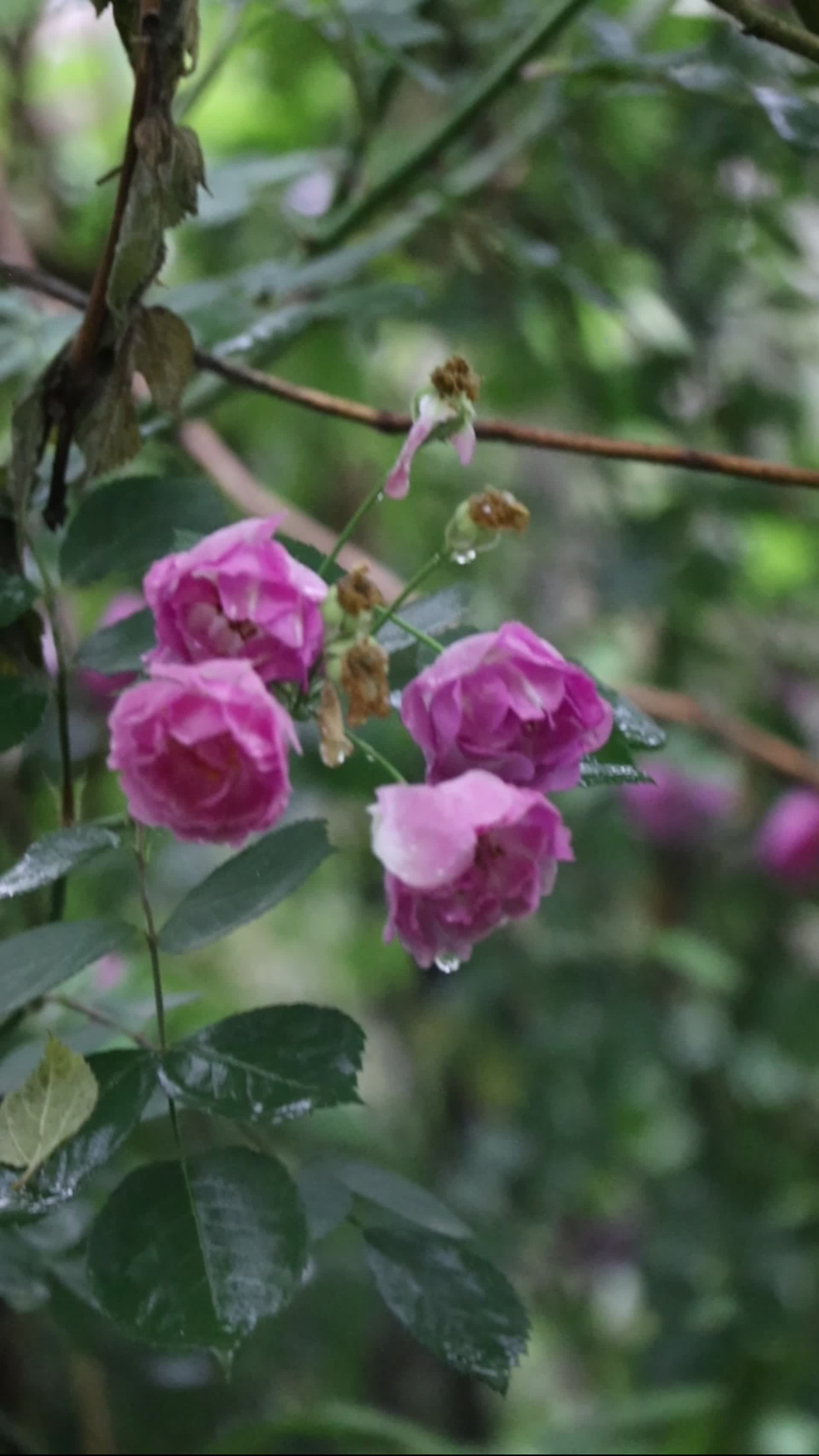 雨后的植物视频的预览图