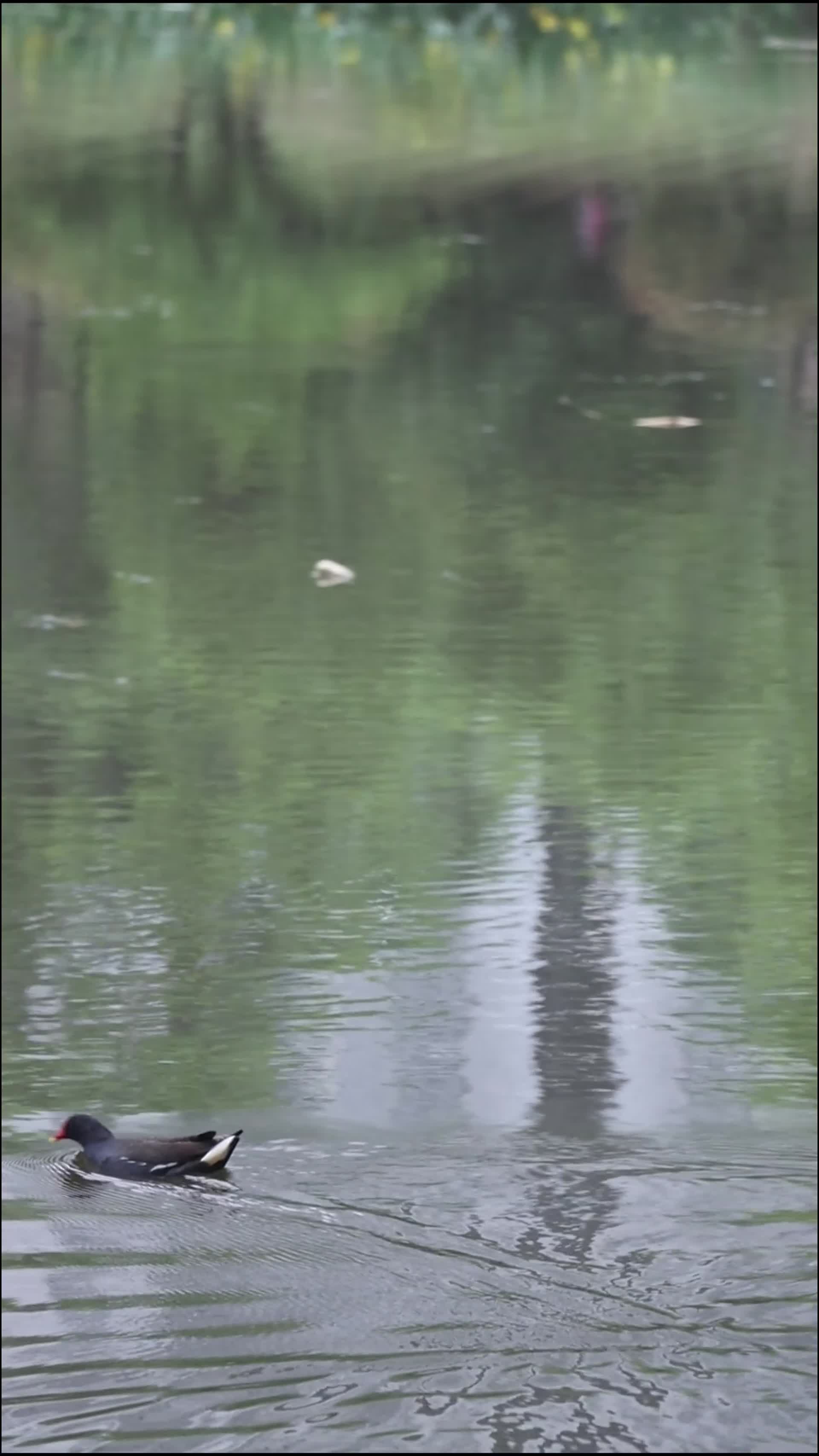 湖中的水鸟视频的预览图