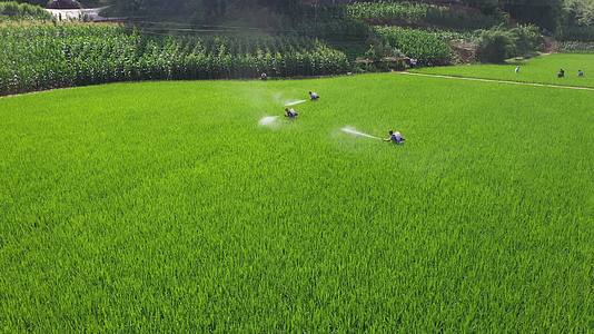 航拍水稻种植基地稻田灌溉喷洒农药视频的预览图