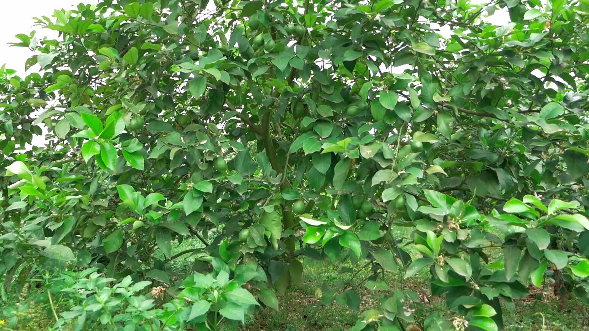 柠檬树开花结果青柠绿色风景视频的预览图