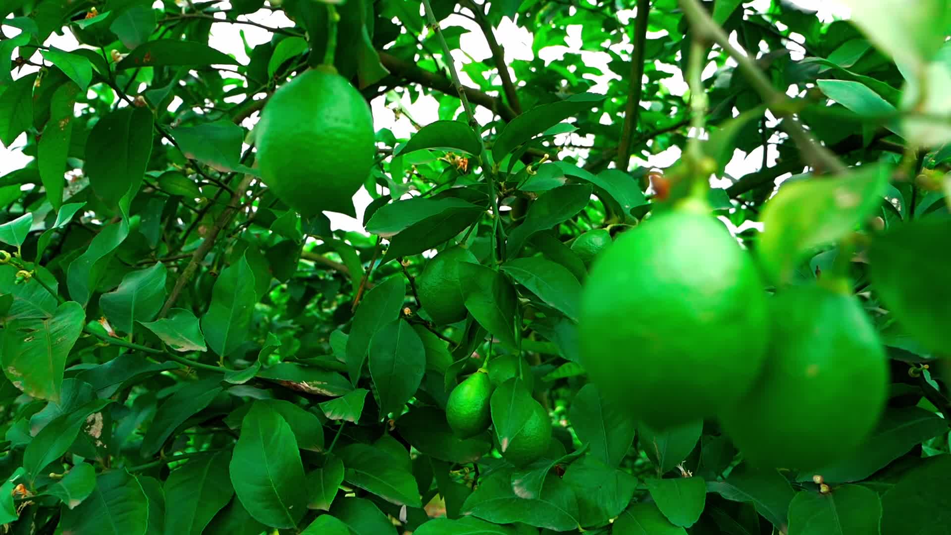 柠檬树开花结青柠绿色风景自然世界自然风光自然景观自然视频的预览图