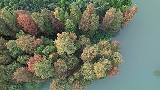 4K水杉日落自然风光航拍视频视频的预览图