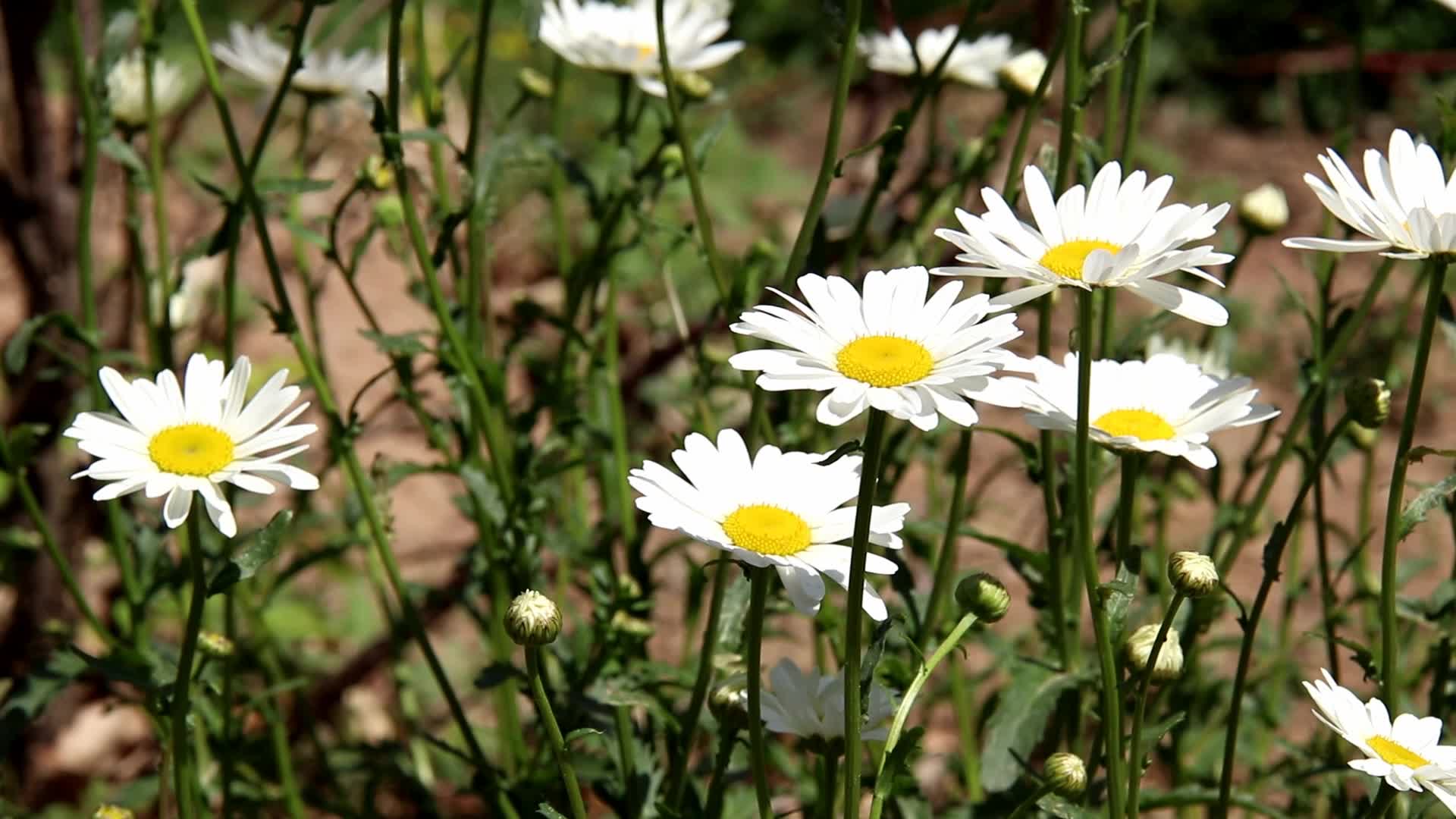 白色的菊花视频的预览图