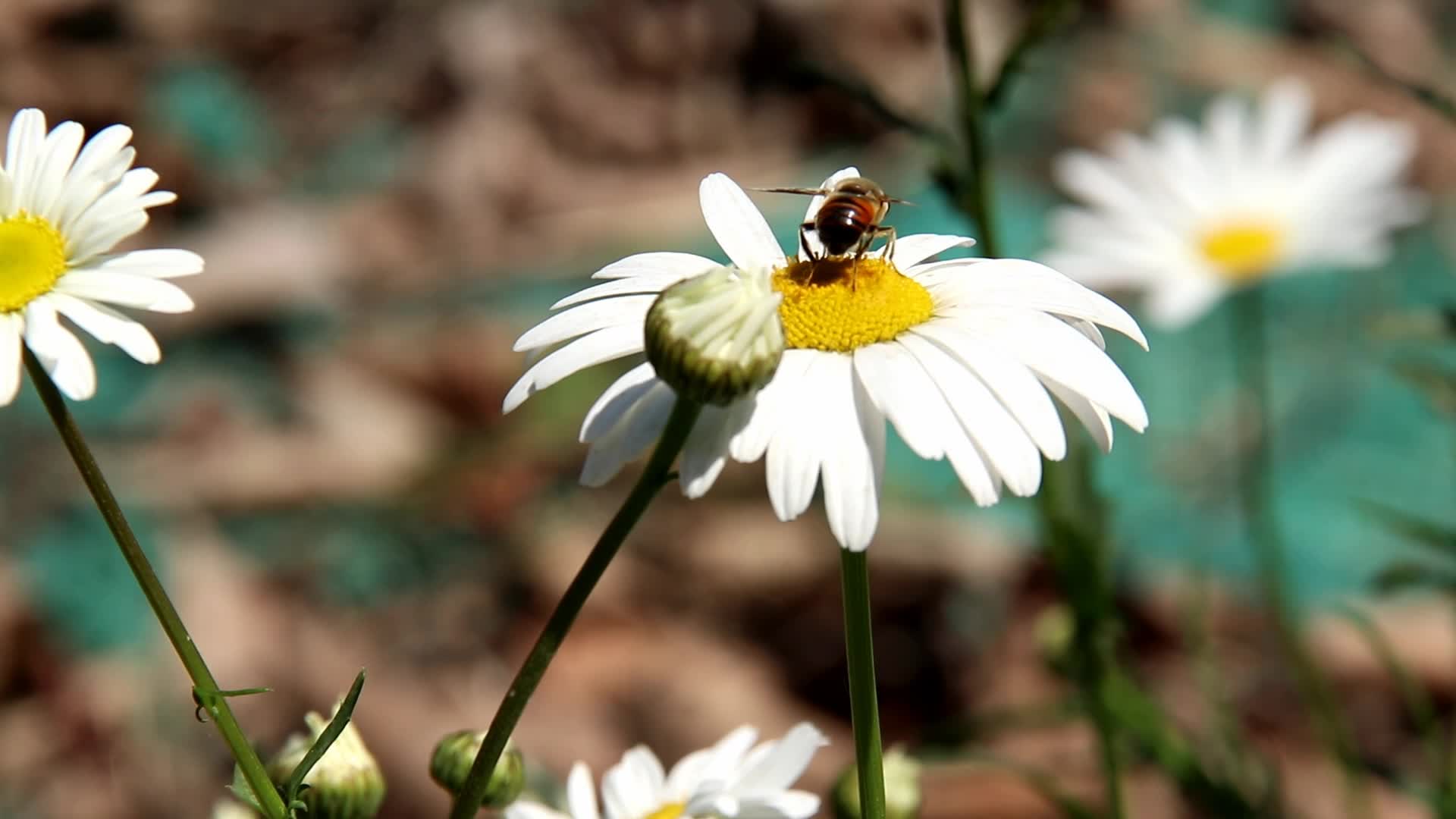 菊花与蜜蜂视频的预览图