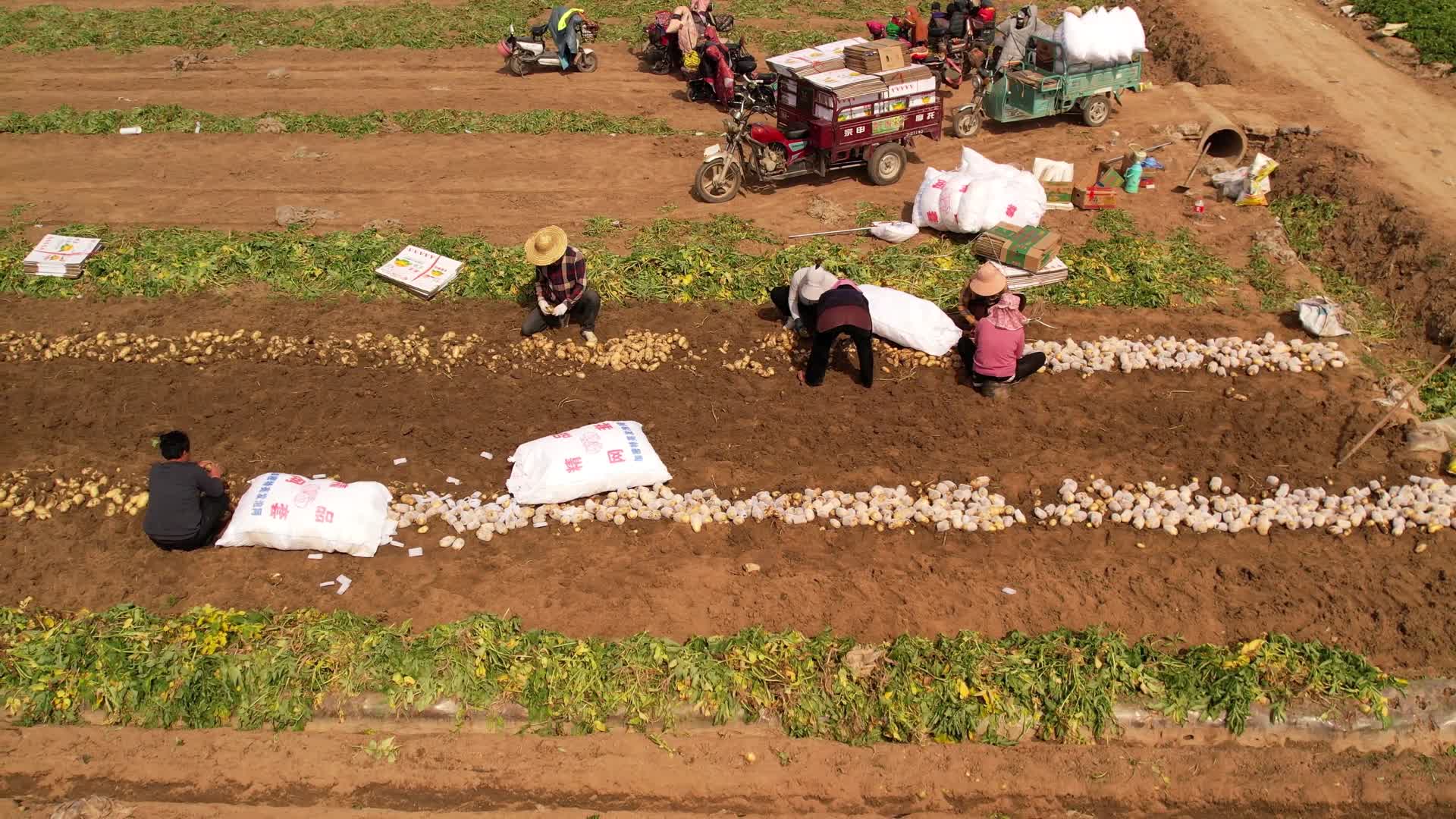 航拍土豆滕州马铃薯地蛋农民丰收打包装箱视频的预览图
