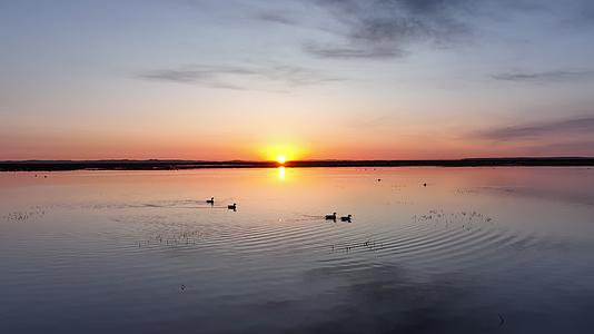 航拍草原湿地日出朝霞水中游泳的野鸭子水鸟候鸟视频的预览图