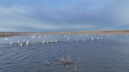 天鹅迁徙途中在草原湿地休憩补充能量视频的预览图