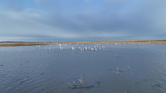 天鹅迁徙途中在草原湿地休憩补充能量视频的预览图