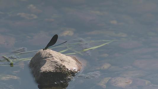 河岸边石头上停落蜻蜓视频的预览图
