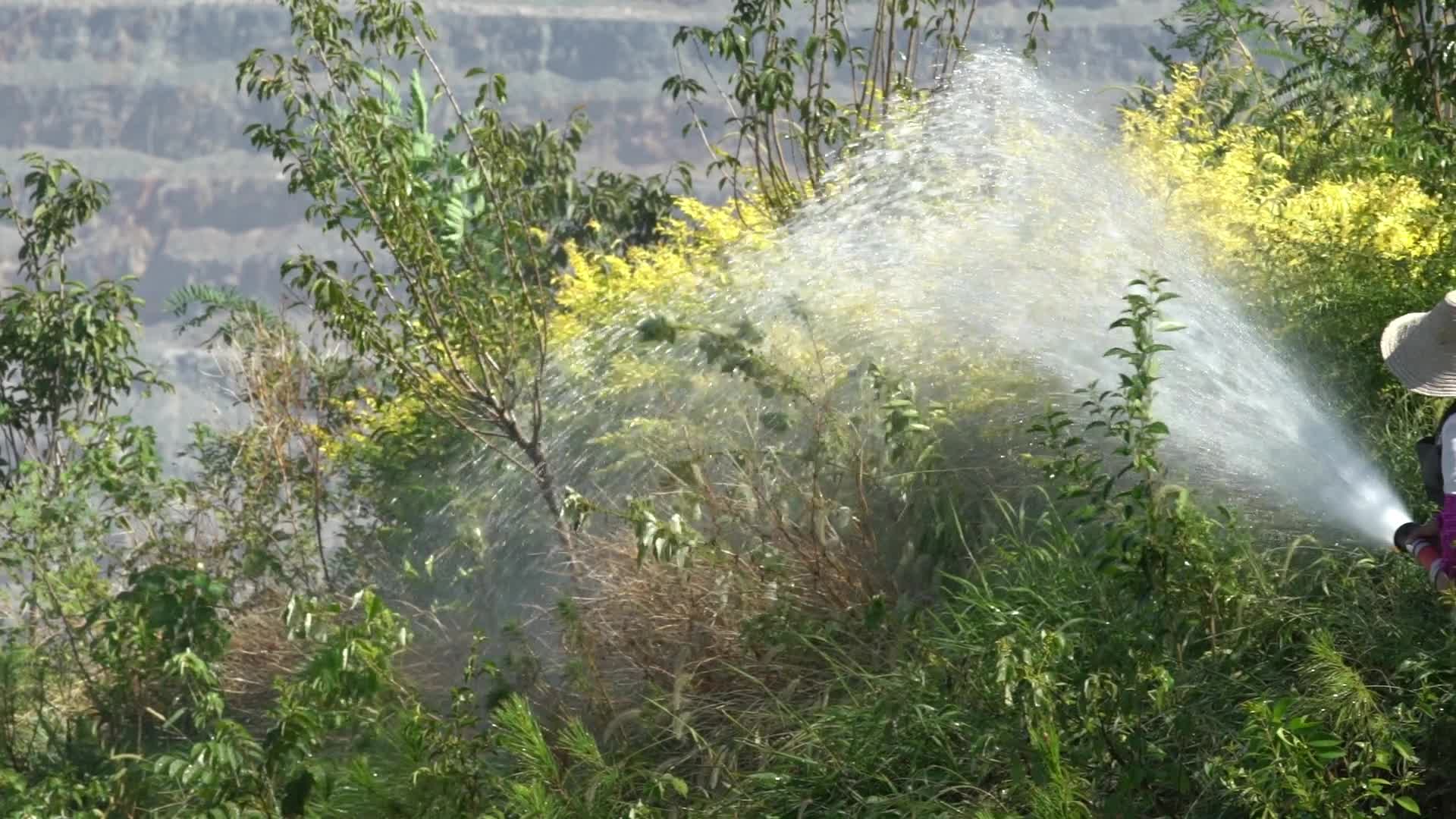 工人用管道给树丛浇水视频的预览图