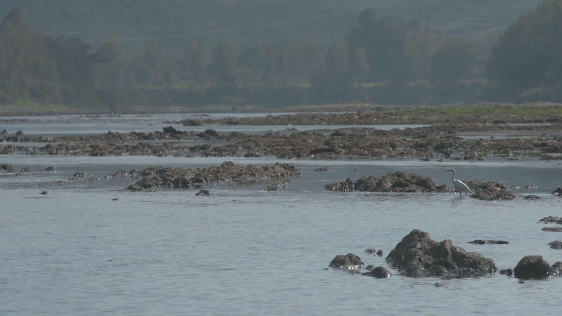 河岸边海鸟从礁石上起飞视频的预览图