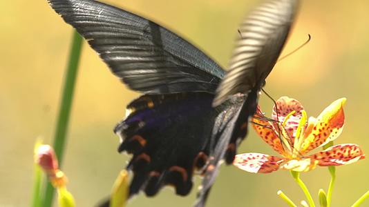 蝴蝶采花蜜视频的预览图