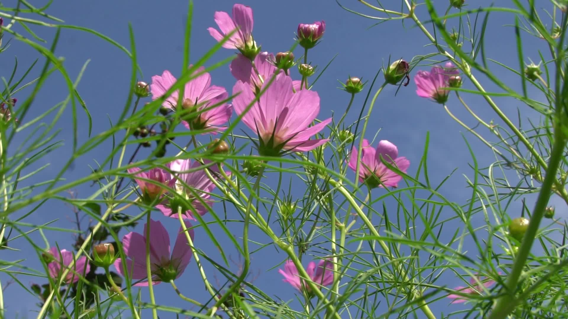 粉色花丛第一视角仰视视频的预览图