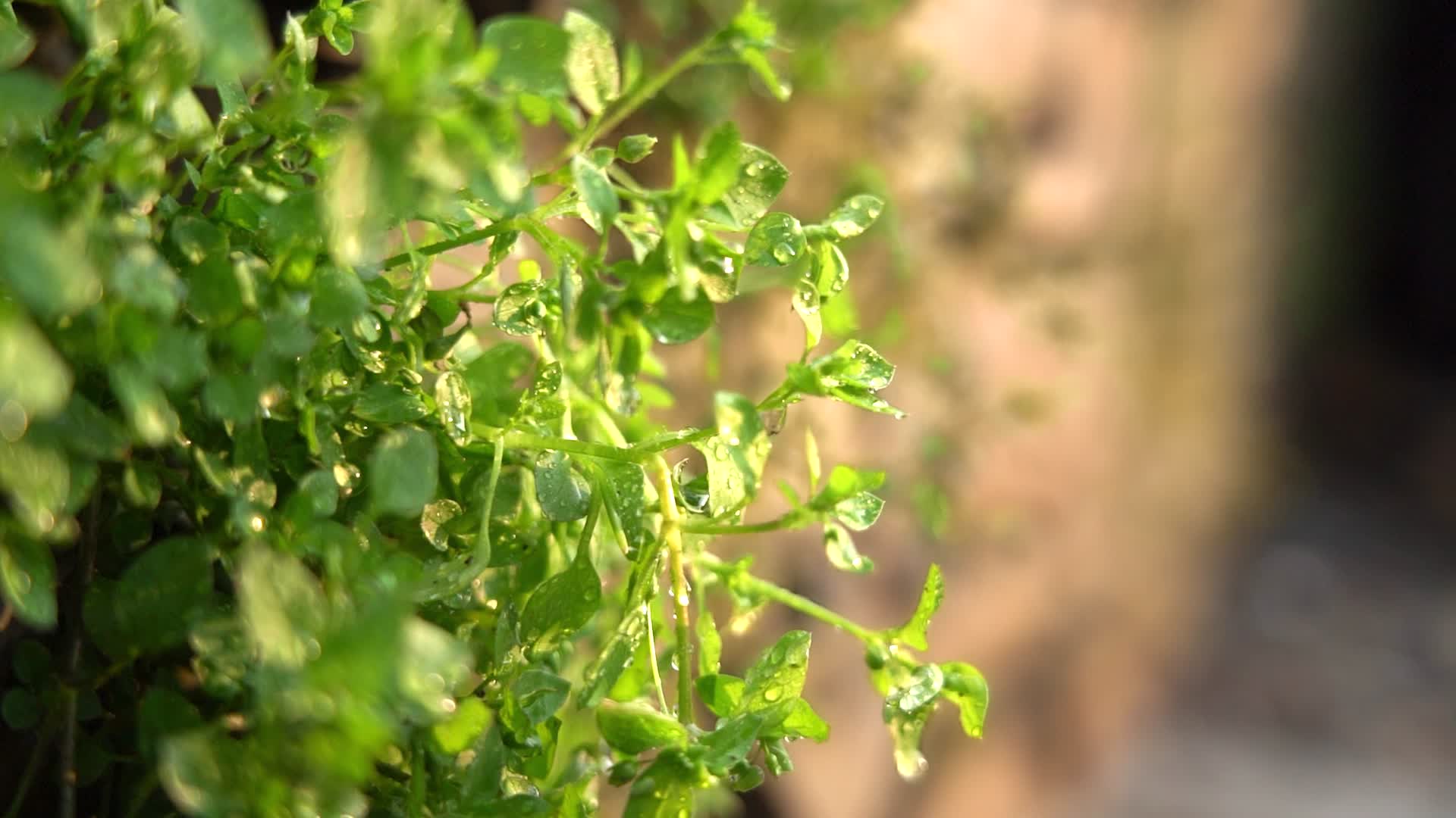 4K春天植物微距光影水珠空镜意境实拍视频视频的预览图