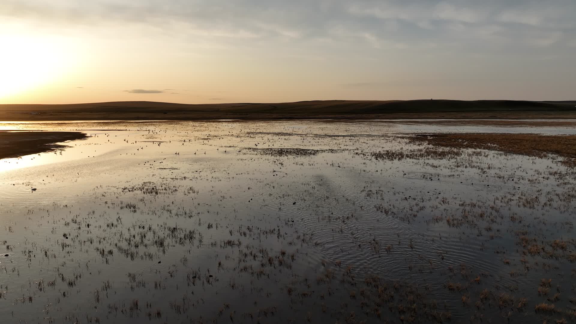航拍春天草原湿地沼泽地候鸟栖息地天鹅野鸭子风景视频的预览图