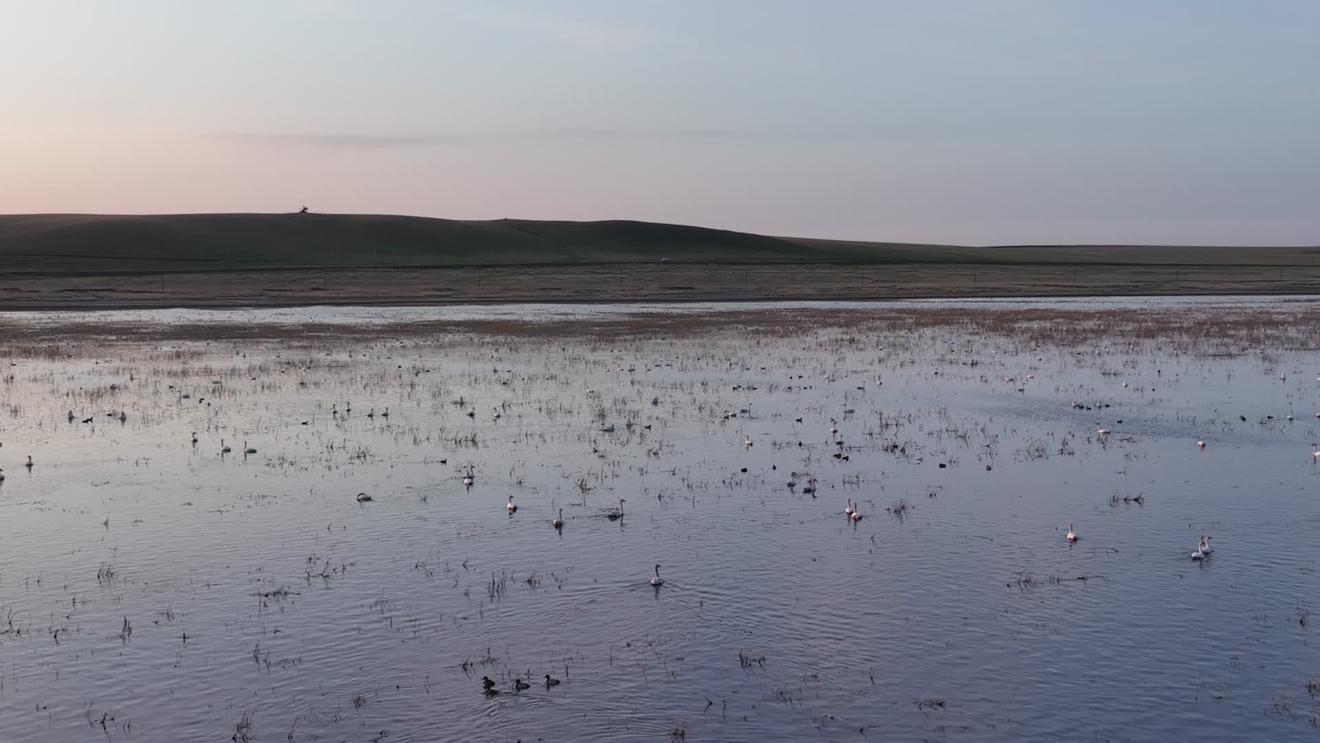 航拍春天草原湿地沼泽地候鸟栖息地天鹅野鸭子风景视频的预览图